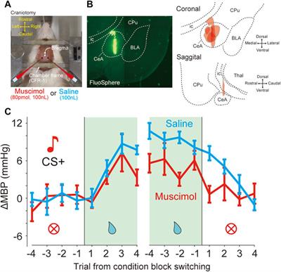 Conditional Regulation of Blood Pressure in Response to Emotional Stimuli by the Central Nucleus of the Amygdala in Rats